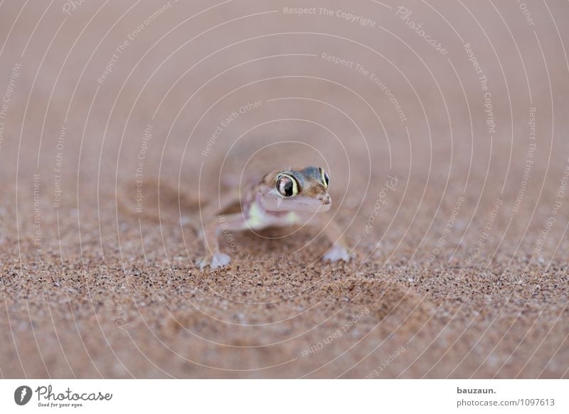 um. Vacation & Travel Tourism Trip Adventure Sightseeing Nature Earth Sand Desert Namibia Namib desert Africa Animal Wild animal Animal face Gecko 1 Eyes