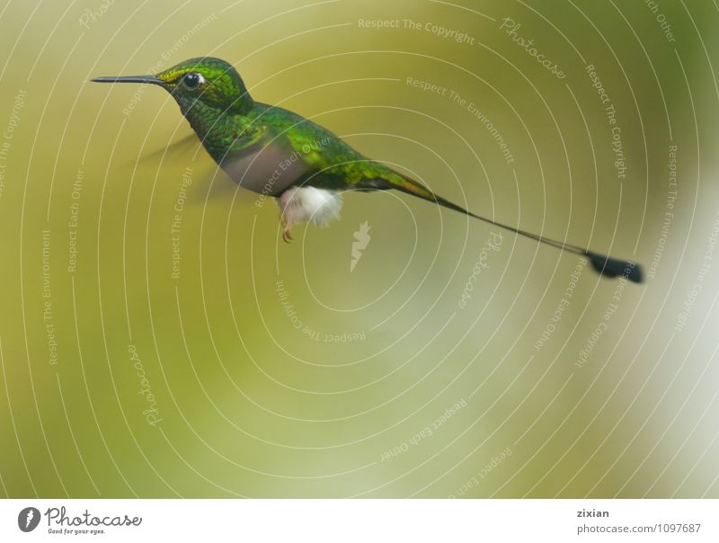 Booted Racket-tail Animal Wild animal Bird 1 Contentment Beautiful Colour photo Deserted