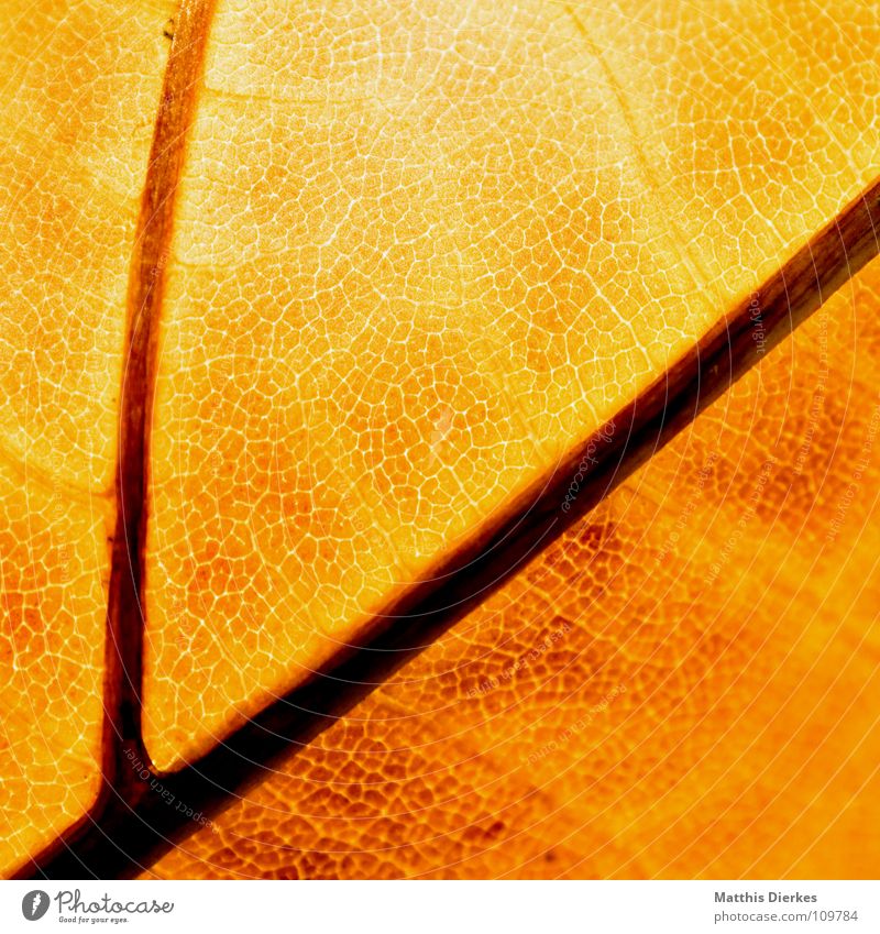 THE AUTUMN IV Autumn Autumnal Autumn leaves Rachis Macro (Extreme close-up) Yellow X-rayed Section of image Background picture Autumnal colours
