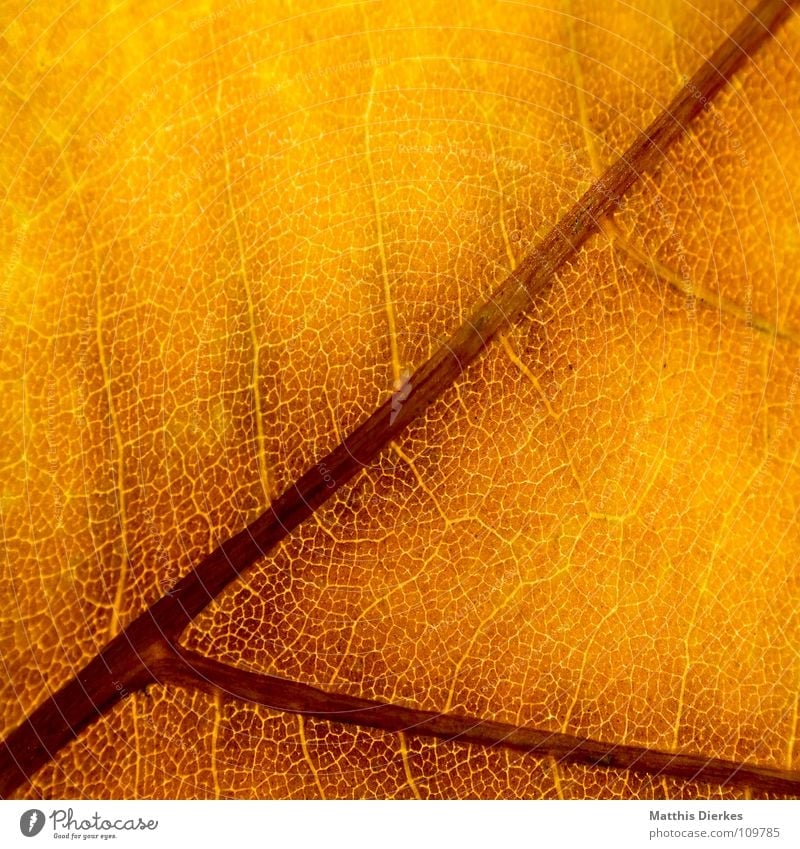 THE AUTUMN V Autumn Autumnal Autumn leaves Autumnal colours Rachis Yellow Background picture Macro (Extreme close-up) Section of image