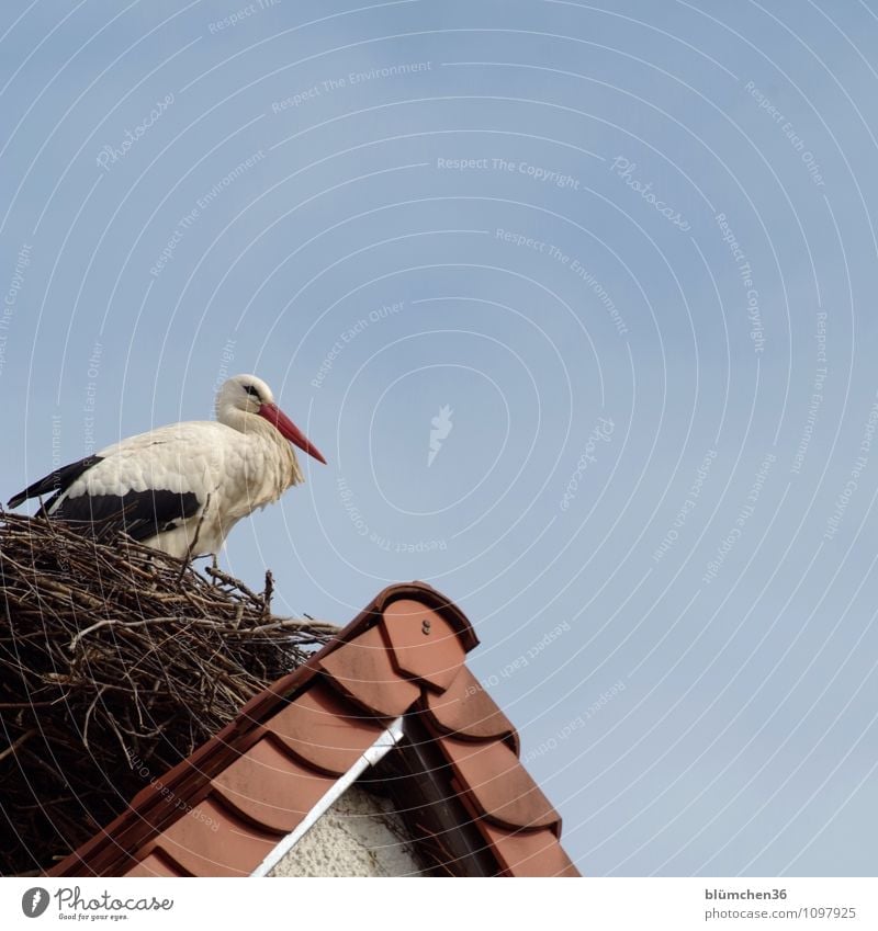 He's back too! Stork White Stork Stride bird Migratory bird Aviation Poultry Observe Relaxation Sit Esthetic Elegant Natural Beautiful