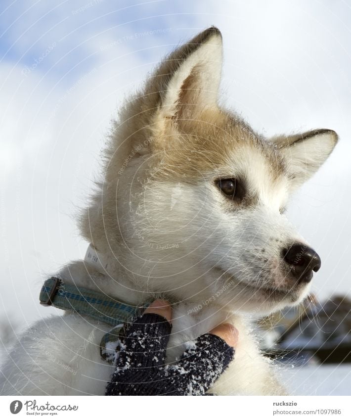 Alaskan; Malamut; Animal Dog Observe malamute family dog Watchdog domestic dogs breed of dog youthful Boy (child) Head portrait Purebred dog Sled dog