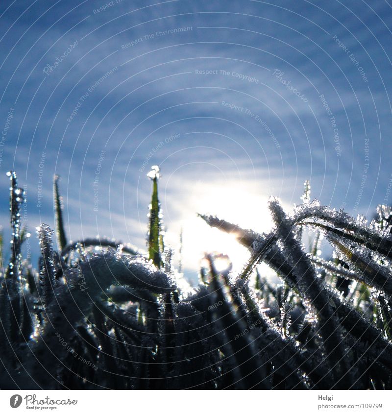 Ice crystals on blades of grass in the back light before a blue sky Autumn Winter Cold Freeze Hoar frost Frozen Morning Sunrise Grass Meadow Blade of grass