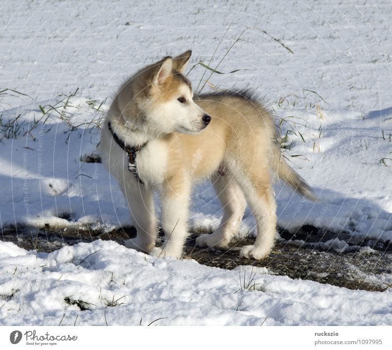 Alaskan; Malamut; Animal Dog Observe malamute family dog Watchdog domestic dogs breed of dog youthful Boy (child) Head portrait Purebred dog Sled dog