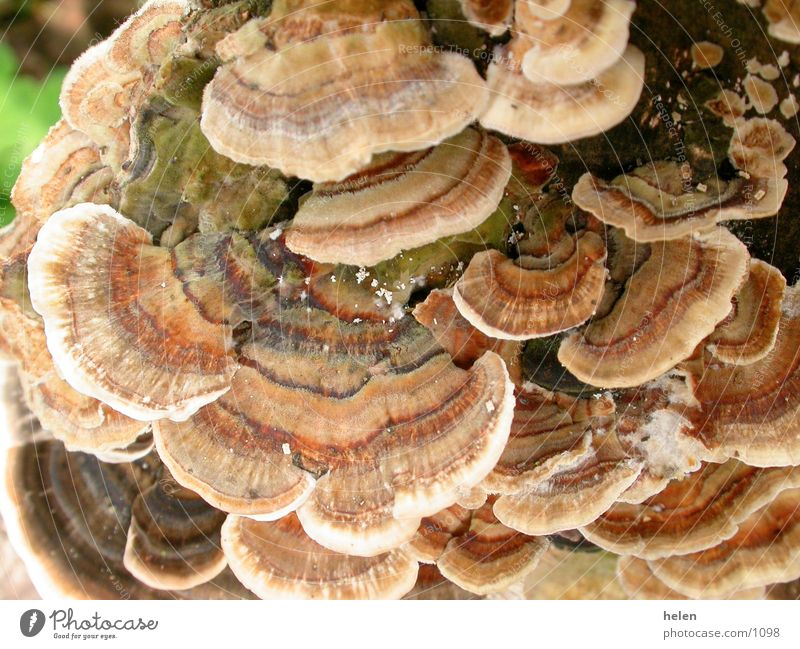 mushroom 01 Tree Brittle Mushroom