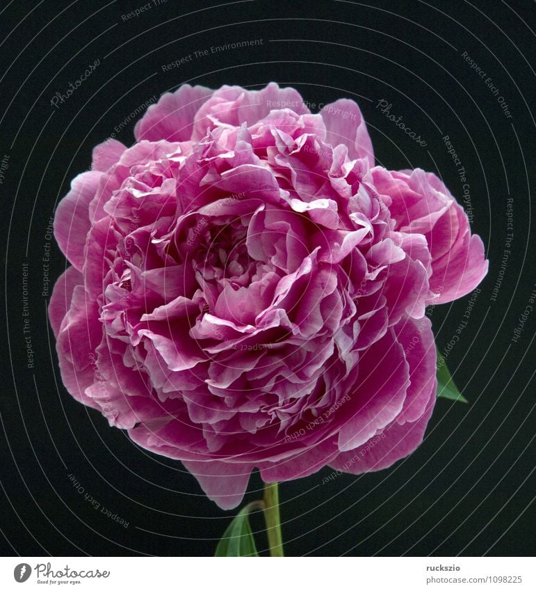 Peony; Paeonia Nature Plant Flower Blossom Garden Free Red Black Paeonia Peregrina blood rose gout rose blood roses gout roses Summerflower peony blossom