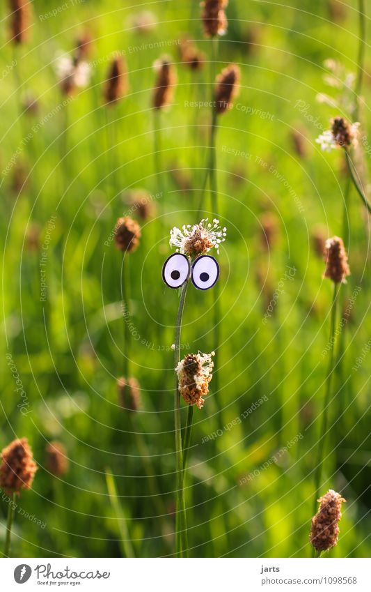 I see spring's coming. Face Eyes Nature Plant Spring Summer Beautiful weather Grass Looking Curiosity Ask Colour photo Exterior shot Close-up Detail Deserted