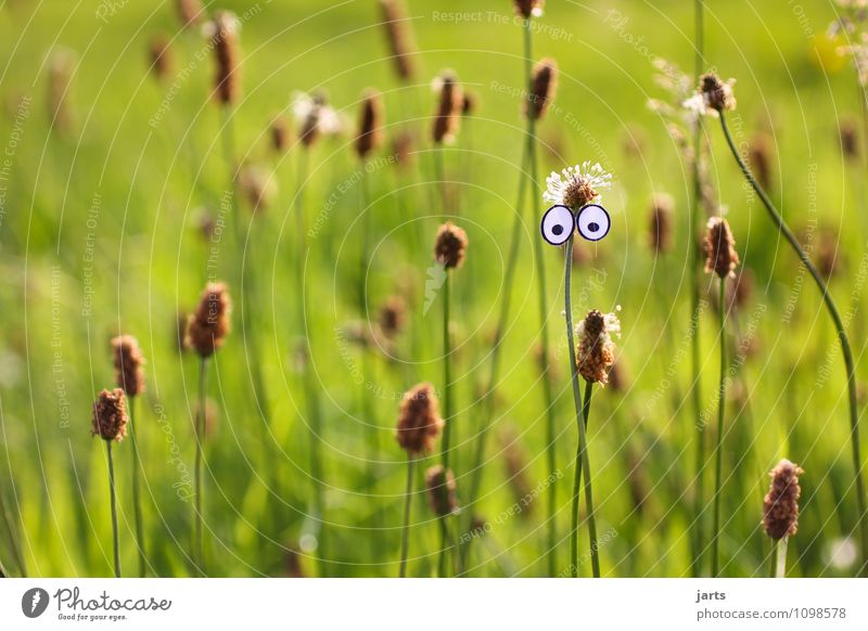 00 Eyes Plant Beautiful weather Grass Meadow Looking Natural Curiosity Colour photo Exterior shot Close-up Deserted Copy Space left Copy Space top