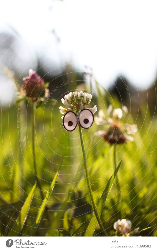 What are you looking at? Eyes Plant Beautiful weather Grass Meadow Looking Natural Curiosity Green Life Nature Colour photo Exterior shot Close-up Deserted
