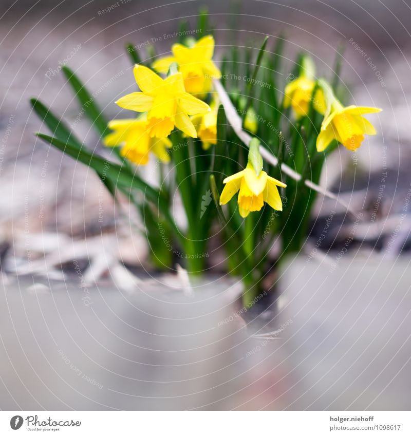 early bloomers Garden Nature Plant Spring Flower Wild daffodil Esthetic Fragrance Friendliness Soft Yellow Green Contentment Spring fever Life Relaxation