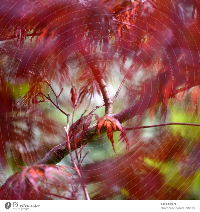 Trash! 2015 | wild and fiery Plant Wind Tree Leaf Maple tree Garden Illuminate Happiness Wild Multicoloured Red Moody Bizarre Colour Nature Environment