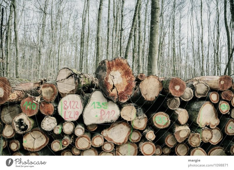 Forest work: a pile of tree trunks in the forest Forester Lumberjack Agriculture Forestry Craft (trade) Energy industry Environment Nature Spring Climate Tree