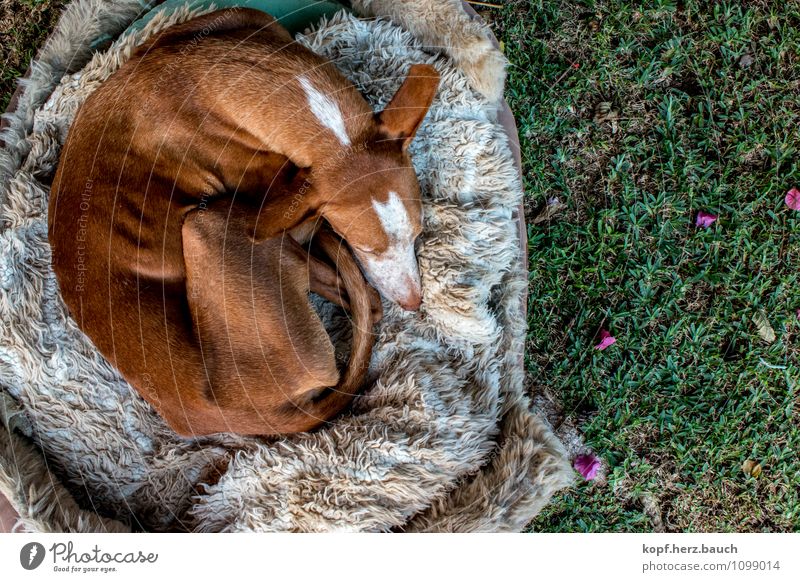 Rollmops from above Garden Animal Dog Podenco 1 Old Relaxation To enjoy Lie Sleep Dream Cuddly Contentment Safety (feeling of) Warm-heartedness Love of animals