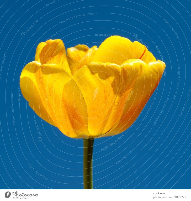 Tulip flower, yellow Nature Plant Spring Flower Blossom Garden Blossoming Free Blue Yellow Tulip blossom tulipa Spring flower Spring flowering plant