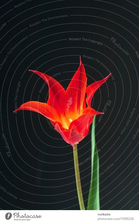 lily-shaped tulip Nature Plant Spring Flower Tulip Blossom Garden Blossoming Free Red Black Tulip blossom tulipa Spring flower Spring flowering plant