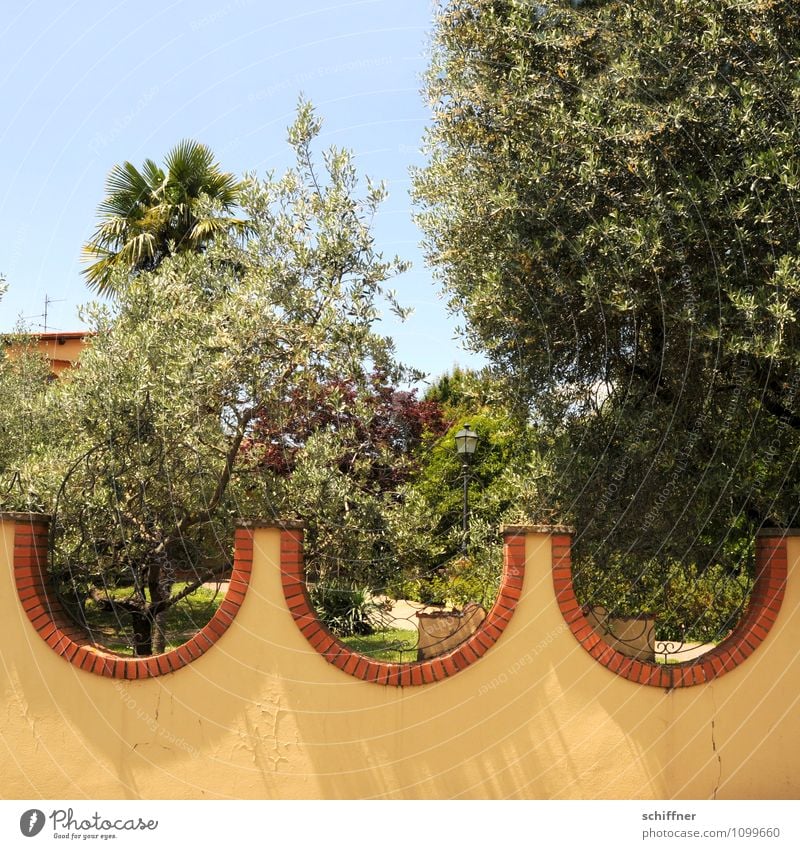 swell Summer Beautiful weather Plant Tree Exotic Garden Park Waves Yellow Swell Olive tree Palm tree Property Wall (barrier) Undulation Garden fence