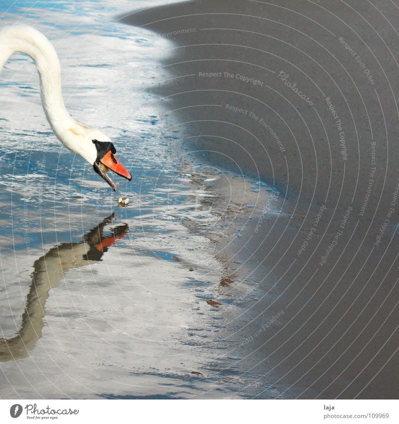 Bon appétit! Swan Animal Beak Feather Bird Water Sand Beach Ocean Baltic Sea Mirror image Foam Conceited Reflection To feed Neck Coast Earth