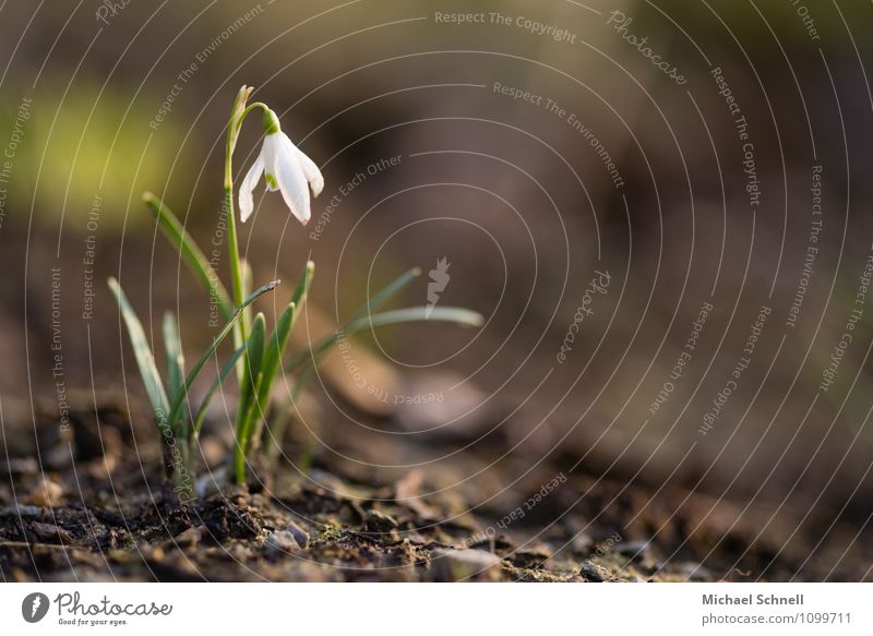 snowdrops Environment Nature Plant Flower Snowdrop Park Happiness Fresh Healthy Natural White Joie de vivre (Vitality) Spring fever Happy Spring flowering plant