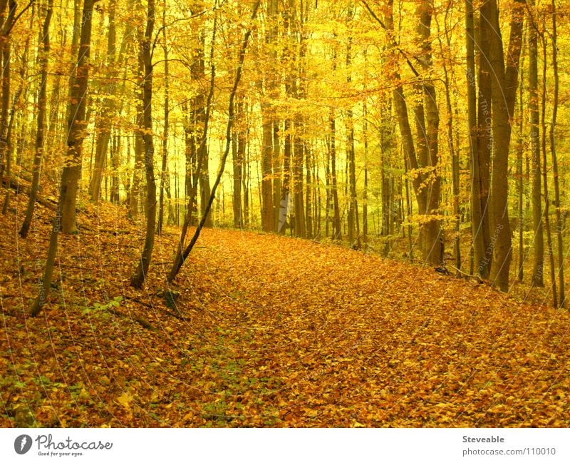 autumn forest Autumn Automn wood Forest Leaf Moody Seasons Calm Nature Landscape To go for a walk Relaxation