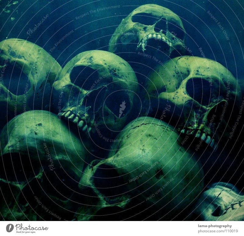 Skulls (in depth) skull Skeleton Death's head Brain and nervous system Disastrous Poisoned Drown Ocean Bottom of the sea Algae Creepy Horror film Fear Nightmare