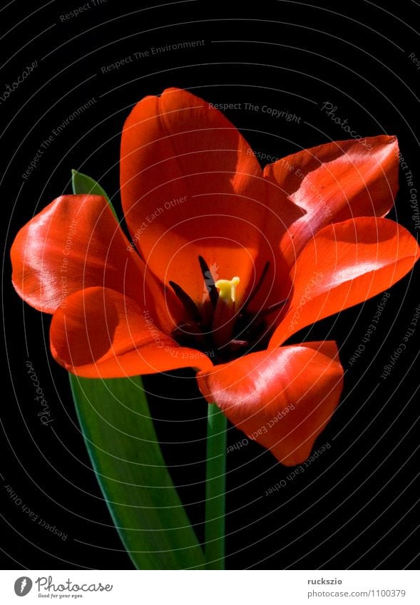 Red Tulip Nature Plant Spring Flower Blossom Blossoming Free Black Tulip blossom tulipa Spring flower Spring flowering plant spring flowers Bulb flowers