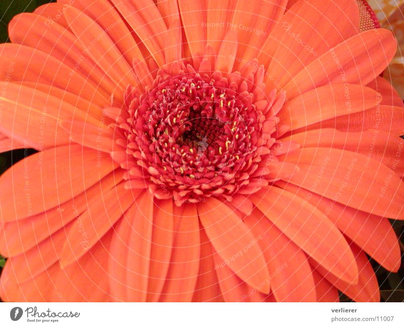 gerbera Gerbera Flower Close-up Orange
