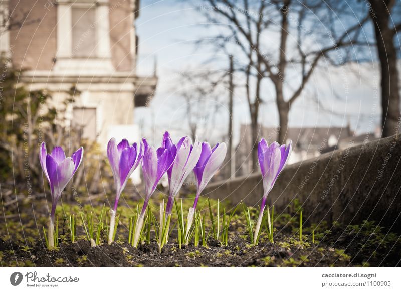 Came in a row Environment Plant Spring Beautiful weather Flower Crocus Garden Row Simple Success Brash Free Friendliness Happiness Small Funny Natural Violet