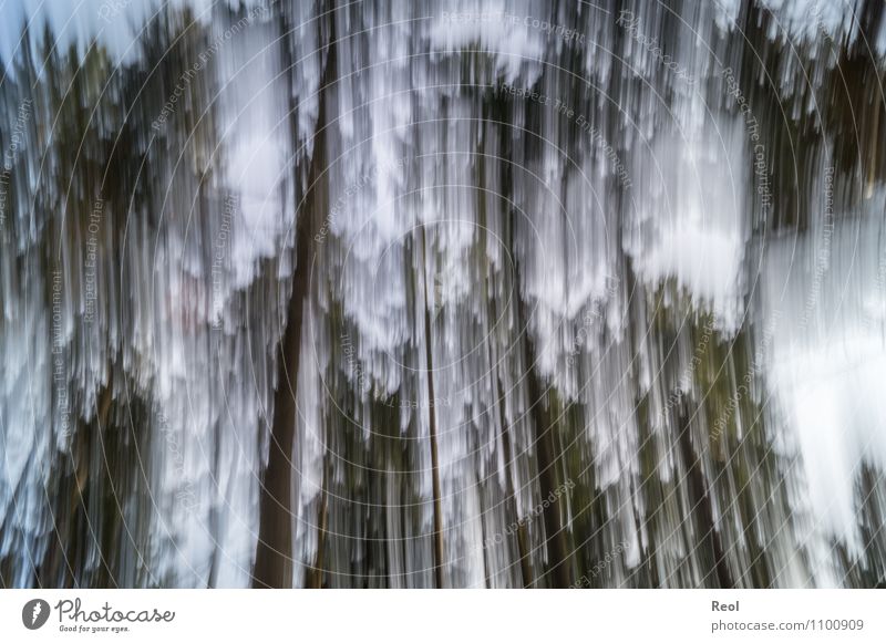 Falling Nature Climate change Forest Movement Sharp-edged Black White Whimsical Irritation Motion blur Background picture Abstract To fall Vertigo Giddy Rotate