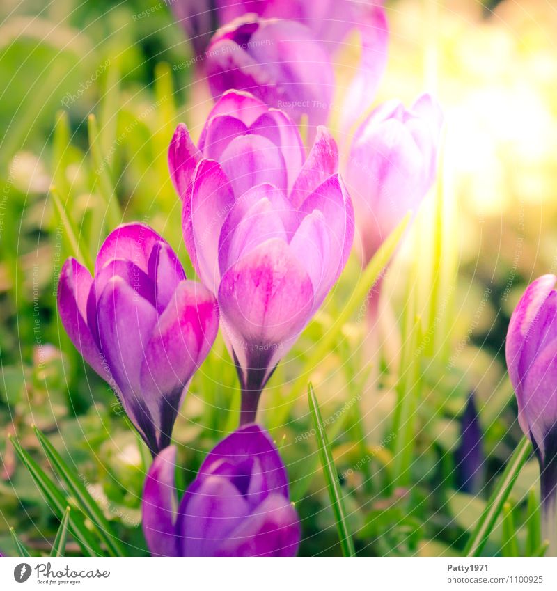 crocus Easter Spring Flower Crocus Montbretia Blossoming Beautiful Green Violet Nature Growth Colour photo Exterior shot Day
