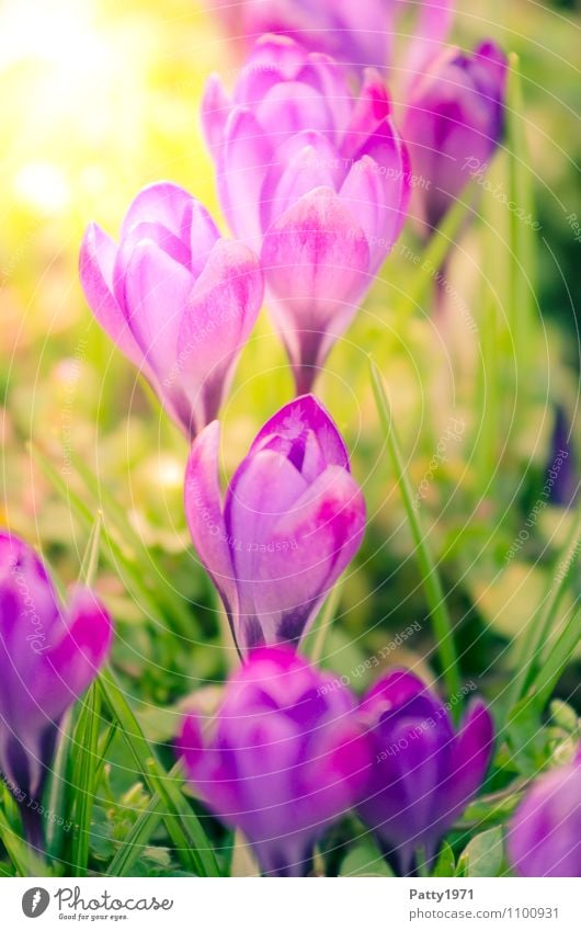 crocus Easter Nature Plant Spring Beautiful weather Flower Montbretia Crocus Blossoming Green Violet Colour photo Exterior shot Day