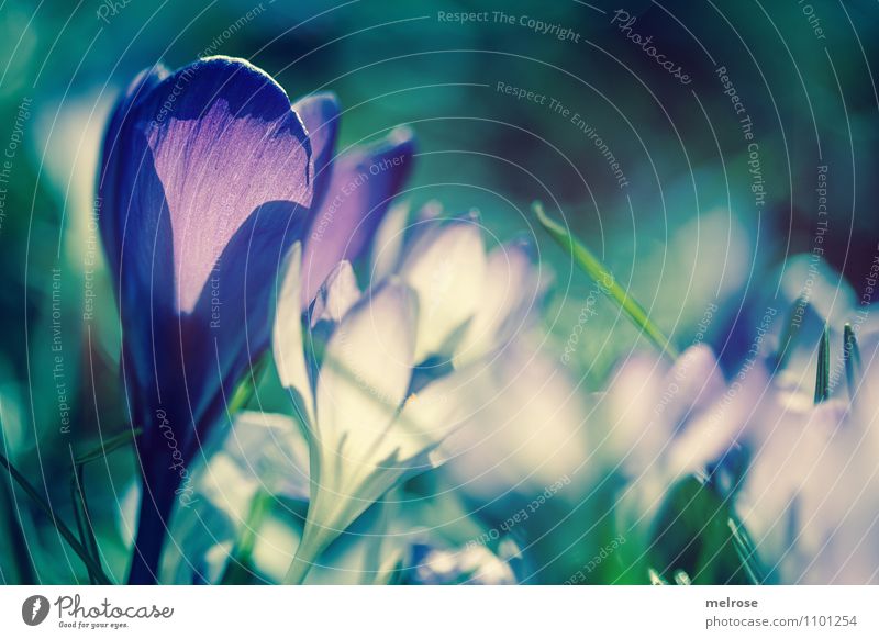 backlight Elegant Style Take a photo Nature Plant Spring Beautiful weather Flower Grass Leaf Blossom Wild plant Spring flowering plant Crocus Blade of grass