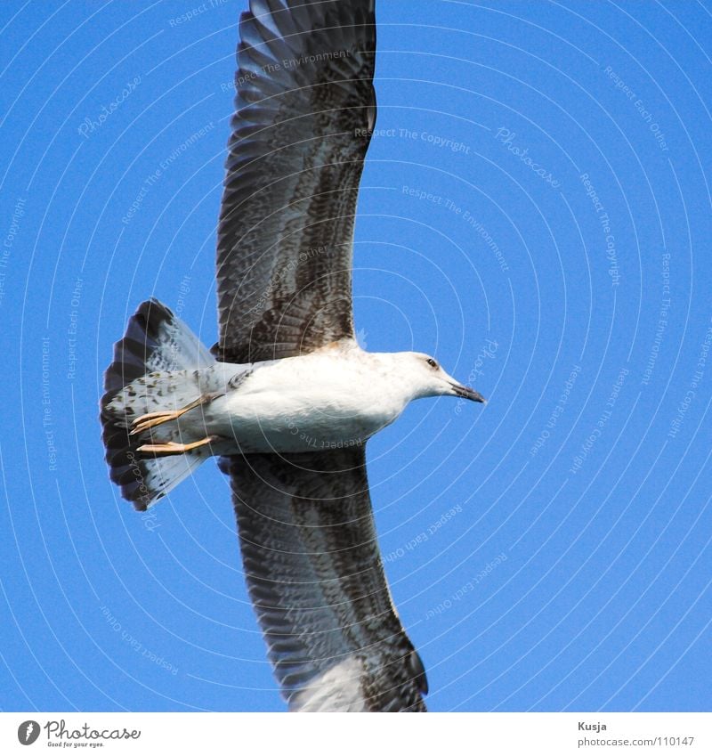 glider Seagull Bird Turkey Hover Judder Glide Hunting Creep Walking Sailing White Black Flying shoot through the air Curve Wing buzz vibrate Blow whirl Pull