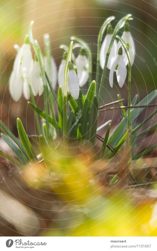 snowdrops Snowdrop White Green Spring flowering plant Meadow Blossom Sun Warmth Winter End Yellow hoods Blossom leave Delicate Bud Wake up Nature Plant Natural