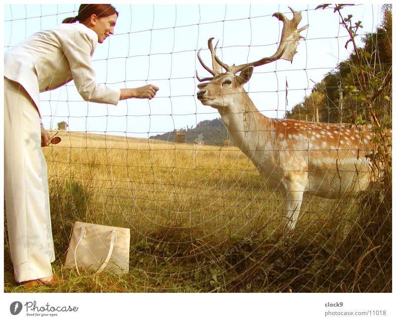 A deerly friendship Woman Feeding Deer Animal Meadow Retro Yellow Friendship Transport Nature Seventies Orange