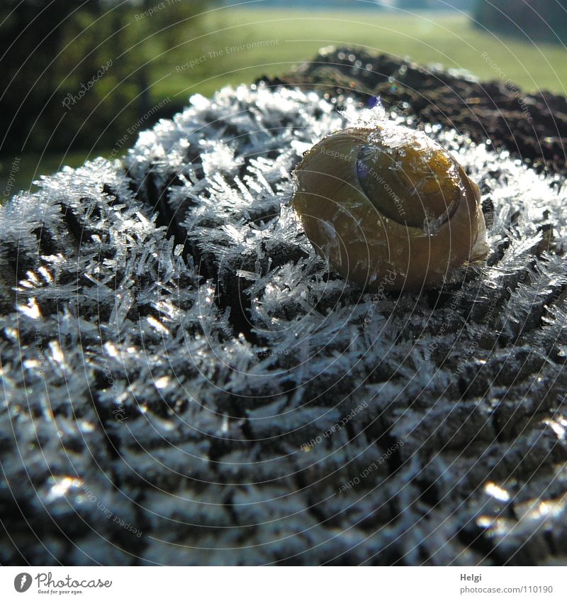 Snail on ice.... Winter Cold Ice Hoar frost Morning Freeze Frozen Minus degrees Snail shell Fence post Wood Ice crystal Long Meadow Tree Wayside Sunbeam Thaw