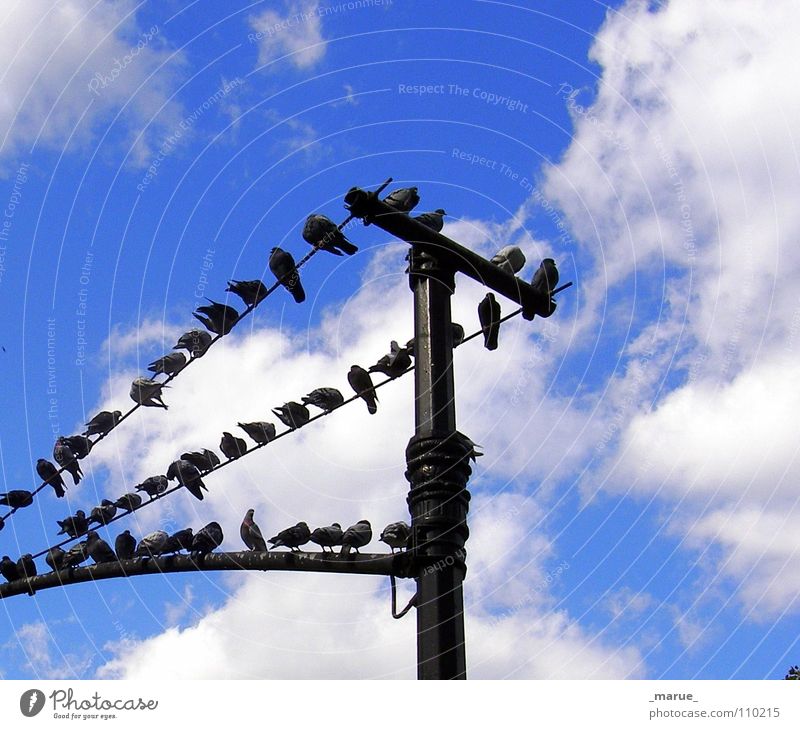 What's new?! Clouds Pigeon Bird Lantern Gossip Narrow Tall Sky Blue Electricity pylon chatter Joy Sit