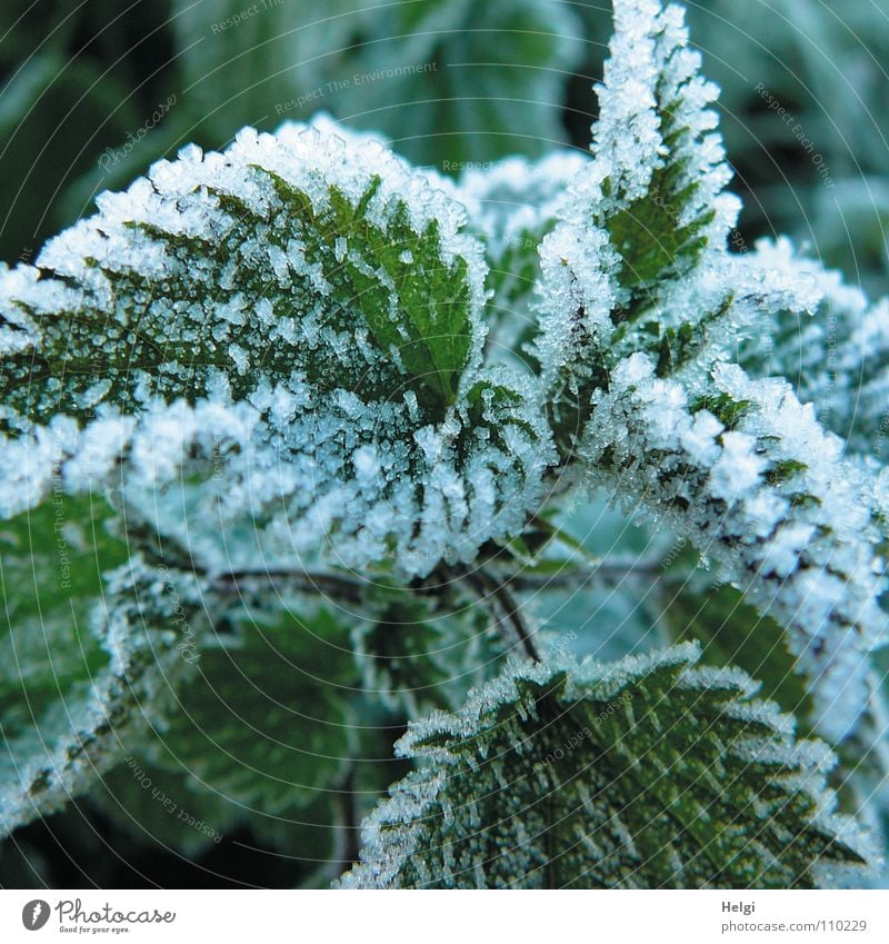 Close-up of ice crystals on nettle leaves Winter Freeze Frozen Cold Ice crystal Stinging nettle Leaf Plant Green White Frost Nature Snow Medicinal plant Weed