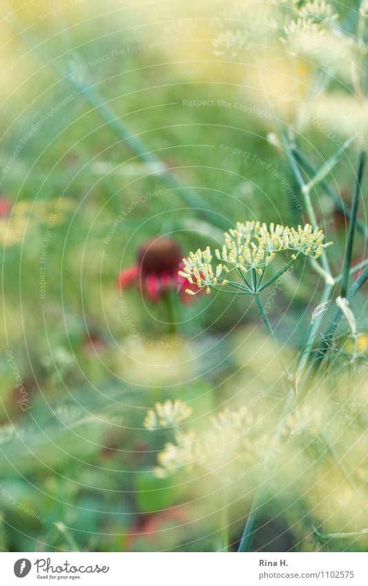 Faded Plant Summer Garden Blossoming Transience Dill Seed Colour photo Exterior shot Deserted Shallow depth of field