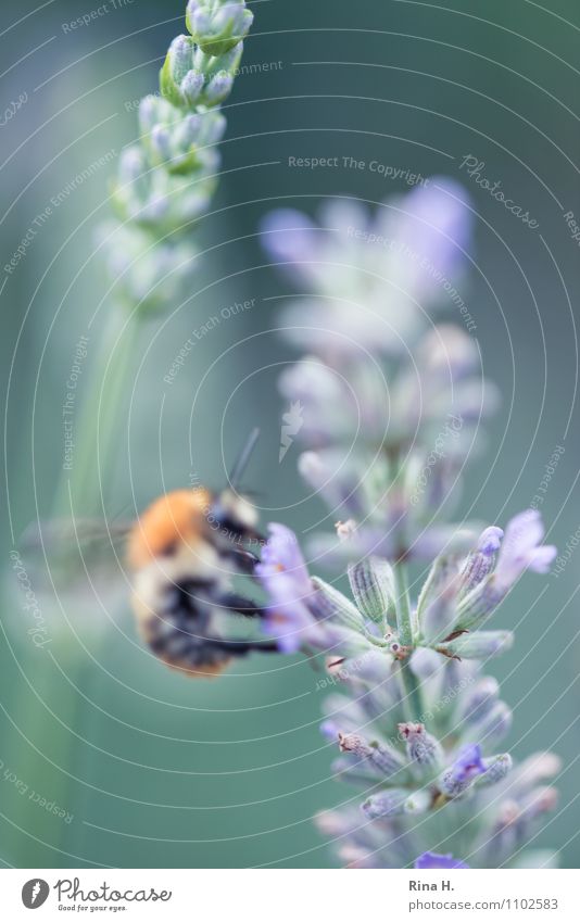 Mmh, yummy Summer Beautiful weather Flower Delicious Natural Lavender Bumble bee Nutrition Colour photo Deserted Shallow depth of field