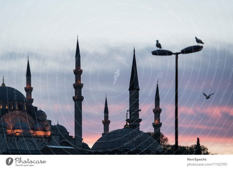 Fatih in the evening Istanbul Skyline Tower Manmade structures Building Architecture Tourist Attraction Landmark Fatih Mosque Wild animal Bird 3 Animal Esthetic