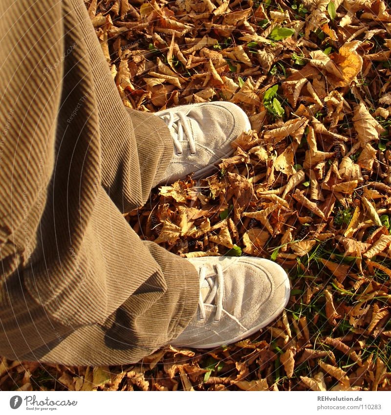 The rustling ... Autumn Cold Leaf Dry Dried Rustling To break (something) Footwear Pants Brown Earthy Sneakers Joy Going Stand Goodbye Loneliness Transience