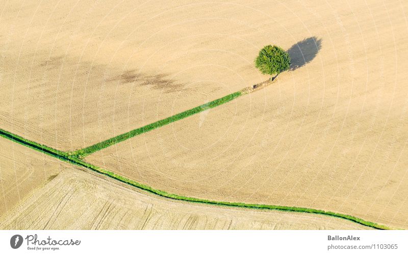 on one's own Nature Landscape Autumn Tree Field Loneliness Uniqueness Colour photo Exterior shot Aerial photograph Deserted Day Light Shadow Bird's-eye view