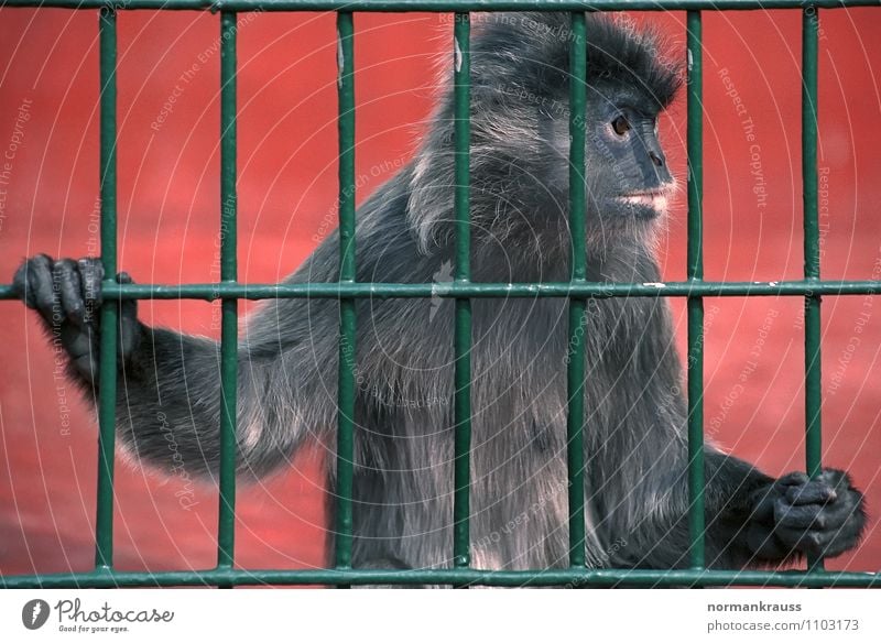 behind bars Animal Pelt 1 Observe Cute Compassion Boredom Monkeys Young monkey Zoo Cage monkey cage Grating Jail sentence Captured Colour photo Exterior shot
