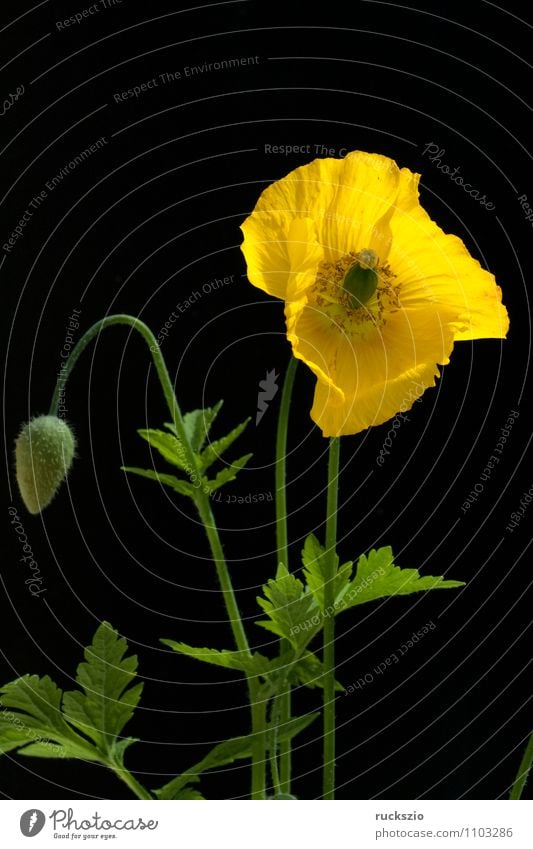 Poppy seed, Meconopsis, cambrica, Nature Plant Flower Blossom Blossoming Free Yellow Orange Black poppy seed poppy wax golden yellow lemon yellow Penumbra