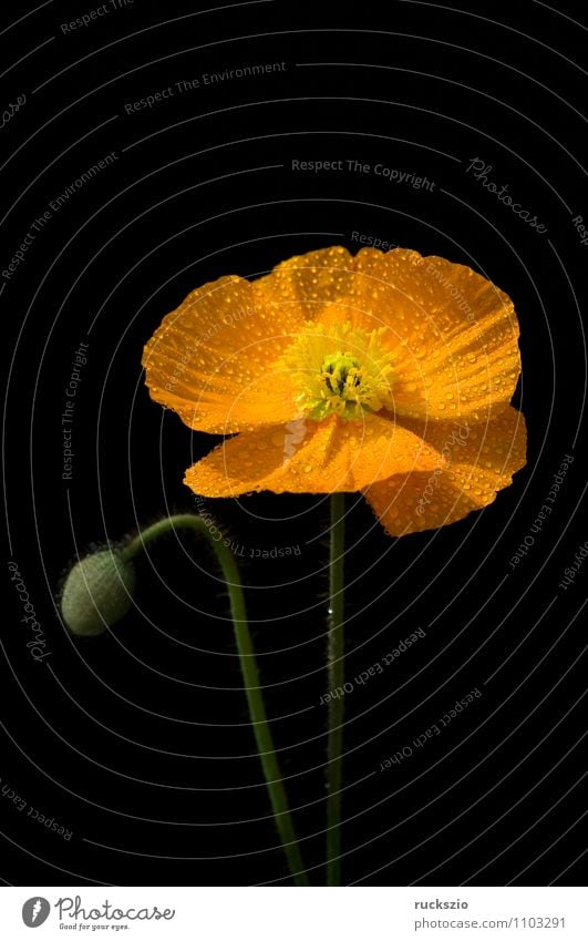 Poppy seed; Meconopsis cambrica, Nature Plant Flower Blossom Blossoming Free Yellow Orange Black poppy seed poppy wax golden yellow lemon yellow Penumbra
