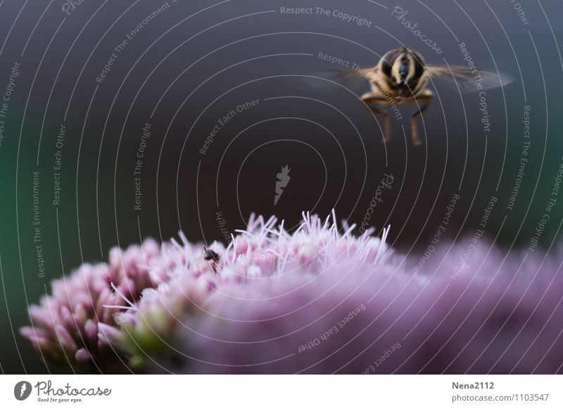 landing Environment Nature Plant Animal Air Spring Summer Beautiful weather Flower Blossom Garden Park Meadow Fly Bee Animal face Wing 1 Free Violet Floating