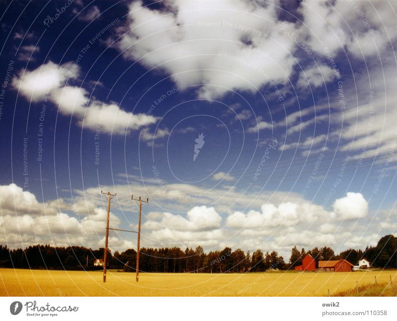 Swedish Theory of Colours Summer Agriculture Forestry Environment Nature Landscape Plant Sky Clouds Horizon Climate Beautiful weather Tree Field Grain field