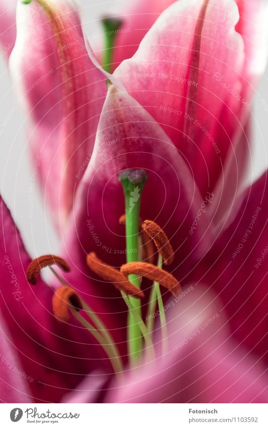Pink Lilies Plant Spring Lily Loyalty Romance Colour photo Studio shot Detail Copy Space top Blur Shallow depth of field