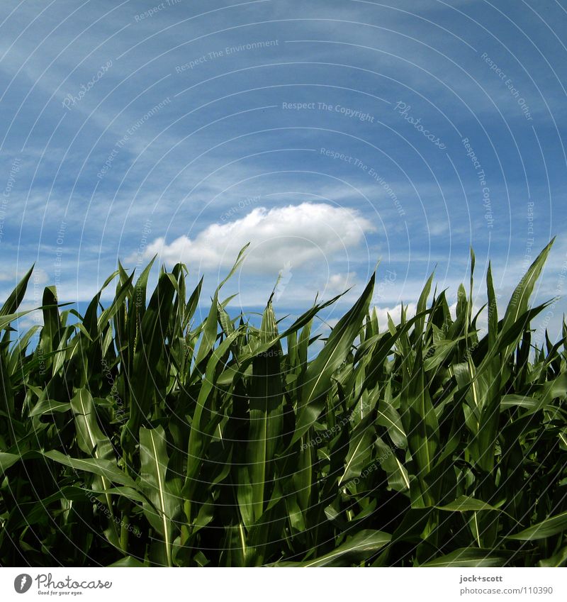 Cloud over field Nature Plant Clouds Summer Beautiful weather Wind Agricultural crop Field Flying Growth Authentic Fresh Warmth Calm Inspiration