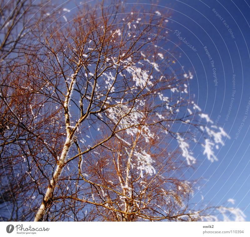 winter song Winter Snow Environment Nature Plant Cloudless sky Climate Beautiful weather Ice Frost Birch tree Twigs and branches Movement Glittering Hang